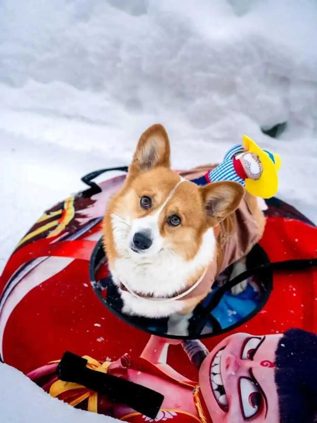 白云山今日开园！邀你共赏神仙雪景