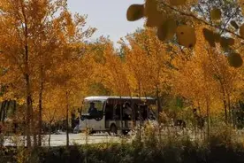 泽普：胡杨“金色”绽放 吸引游客目光图片