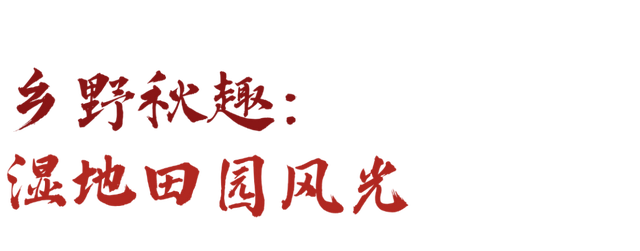 秋景大片都没看，洛阳的秋天，这就结束了？