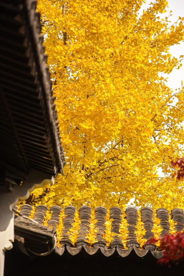 “含金量”还在上升！南京的浪漫藏不住了