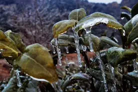 江北的日照，如何与茶结缘图片