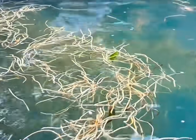 度假区回应推出“折耳根温泉”：可以舒缓经络，保证睡眠，泡完身上不会有异味