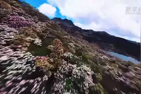 跟随穿越机 飞跃云南丽江老君山杜鹃花海图片