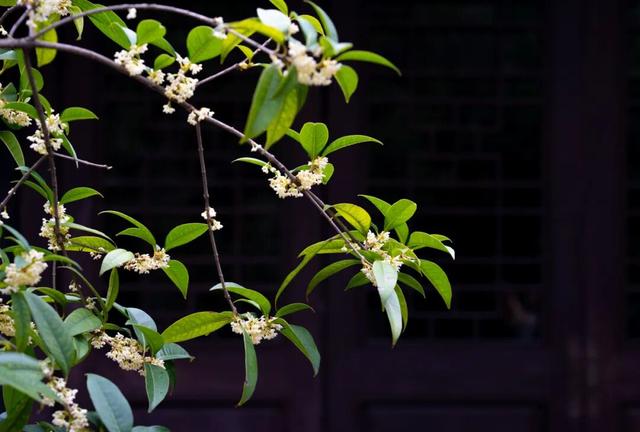 包出片的~城厢古城桂花打卡计划，走起→
