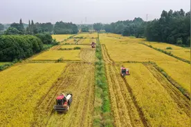 川蜀大地丰收图景图片