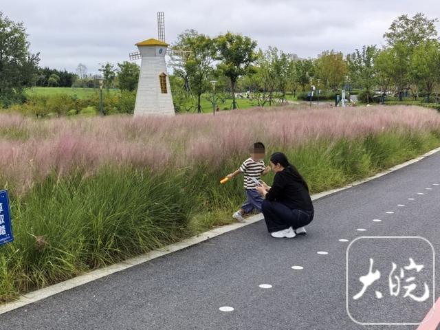 可赏不可踩！粉黛乱子草又盛开 六安一公园加强管护