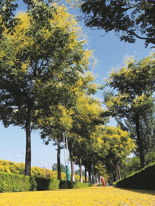 潍坊青州：一树黄花满城秋