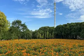闵行的秋菊花海，绝美图片