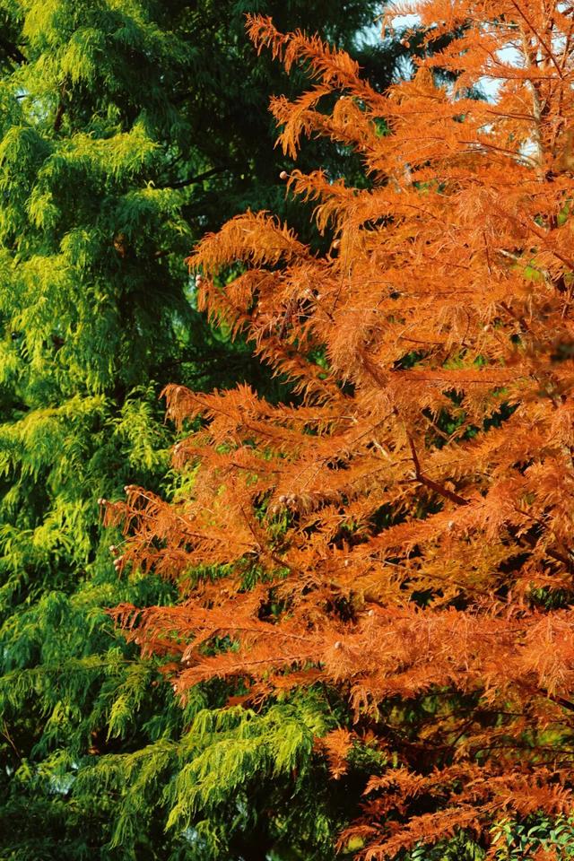 上海，红了！红叶刷屏预警