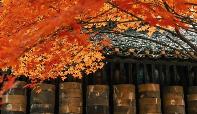 景德镇古窑枫叶 晕染千年瓷都的浪漫诗笺