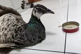 路边发现一只“落难”孔雀  警民携手及时救助图片