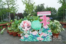 青岛第四届荷花节在世博园开幕 持续至8月24日图片