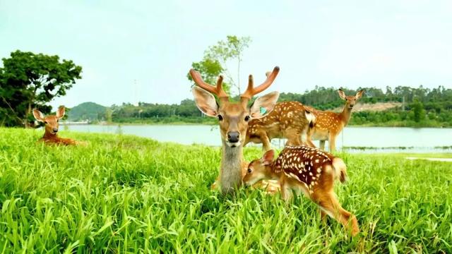 藏不住了！马岭千亩花海美成童话，福利门票免费送~