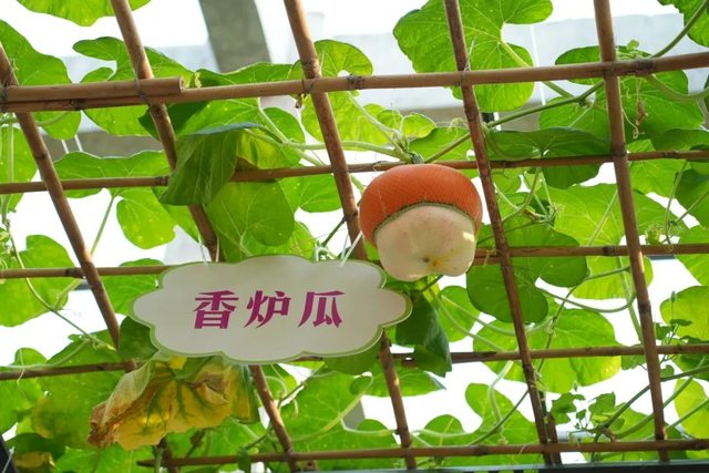 看沙超的最强“搭子”？收下这份坡头玩乐指南！