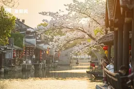 花有信！西塘樱花慢直播如约而至，来潮新闻连看7天图片