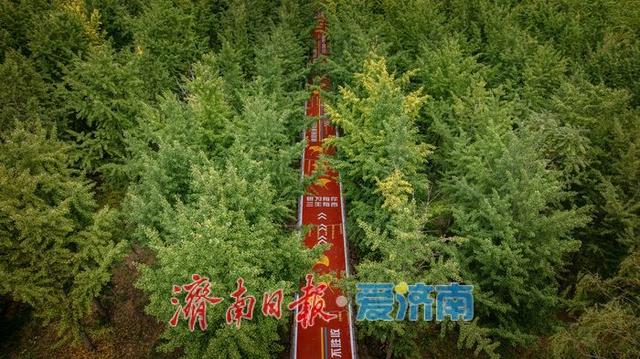 济南百里黄河公路生态廊道：生态与人文交融的打卡胜地