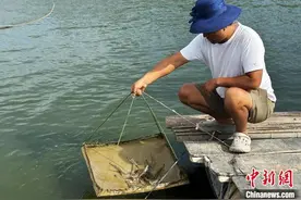 宁夏银川：南美白对虾抢鲜上市图片