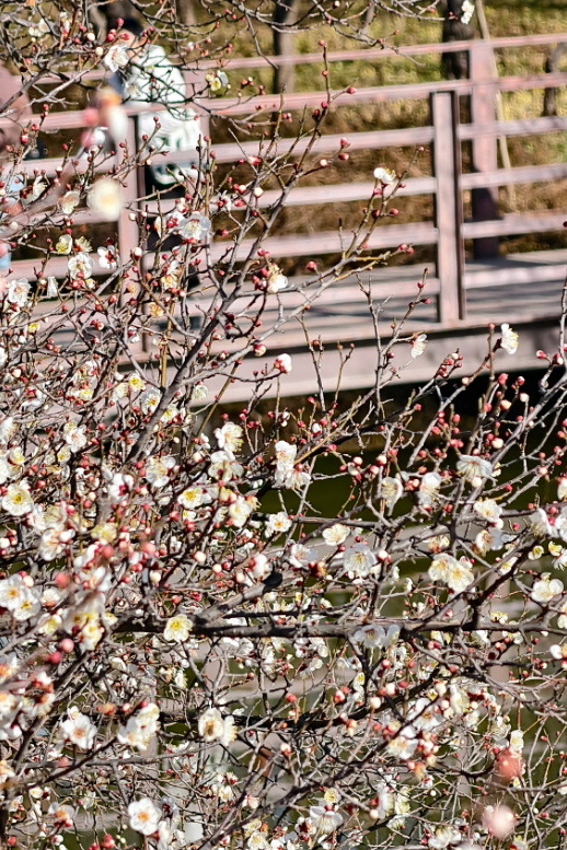 快出门！今年梅花开好啦，就是这么早！