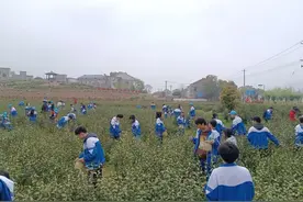 合肥市庐江县柯坦镇分水村：写好乡村振兴“茶文章”图片
