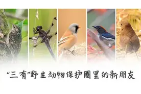 福建“神奇动物”知多少？一起来守护！图片