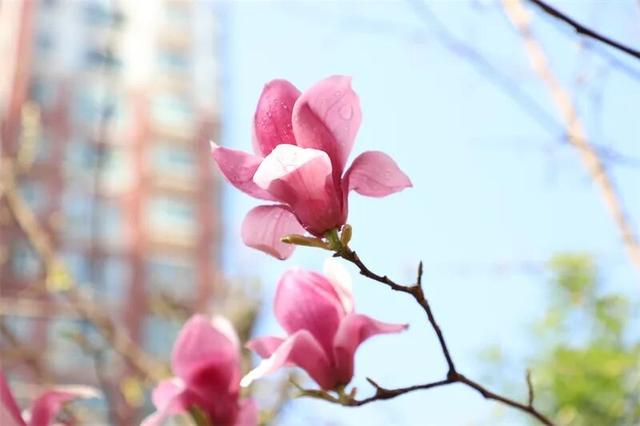 富源春色正好，玉兰花惊艳绽放！快来赴约这场春日盛宴