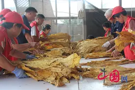 河南郏县：烟叶黄 收购忙图片