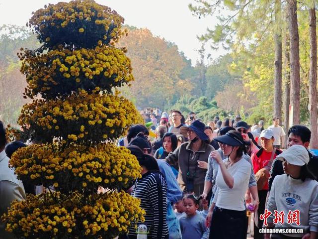江西南昌天香园万菊绽放 民众醉游菊香花海