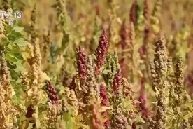 从高原农田到全球餐桌 小藜麦“花”式上新串起大产业图片