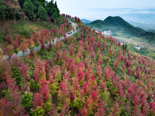 镜鉴｜定格美丽重庆：深秋已至 渝北云龟山红枫滴艳
