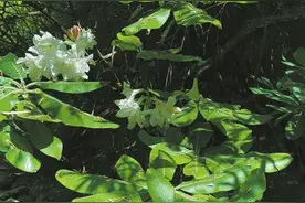 “植物界大熊猫”小溪洞杜鹃现身炎陵图片