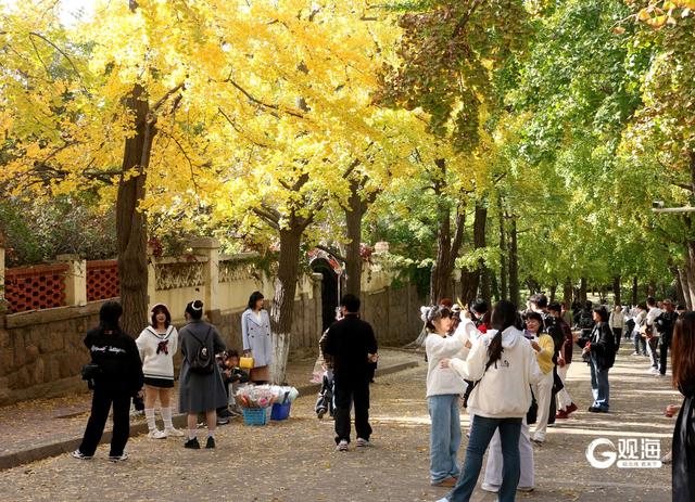 落叶如画！青岛“落叶缓扫”，触手可及的限定美好