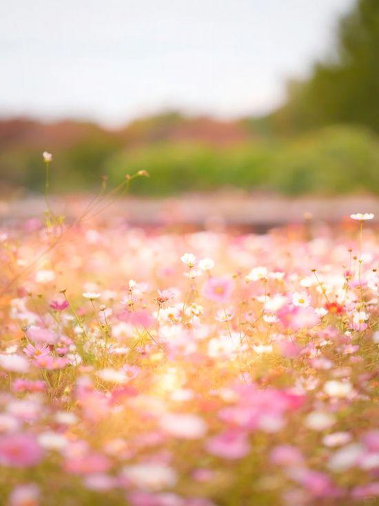 上海秋日浪漫天花板！这些花海美到让人心醉