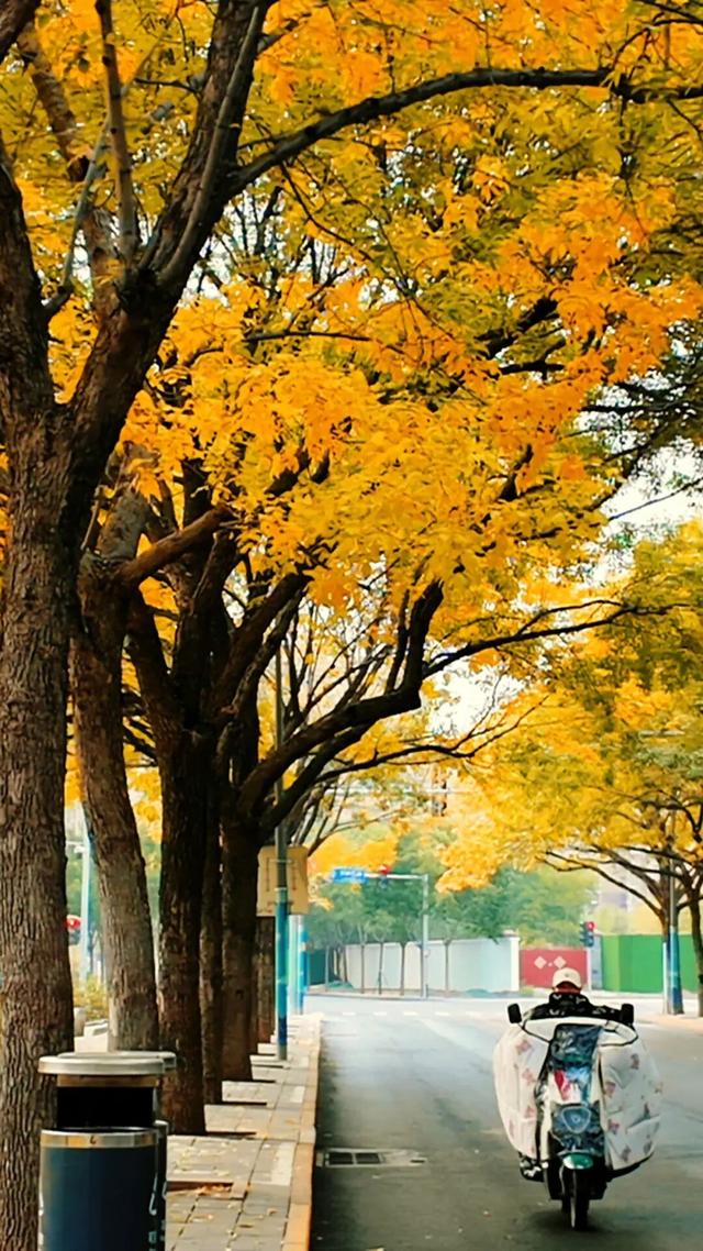 黄金大道秋意浓，石景山这条路进入最佳观赏期！