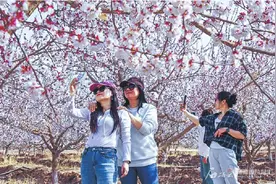 一树杏花见证新疆旅游春意盎然图片
