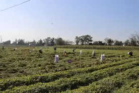 【新春走基层】昌化镇杨柳村：肥沃热土吸引村民回乡种植花生新品种图片