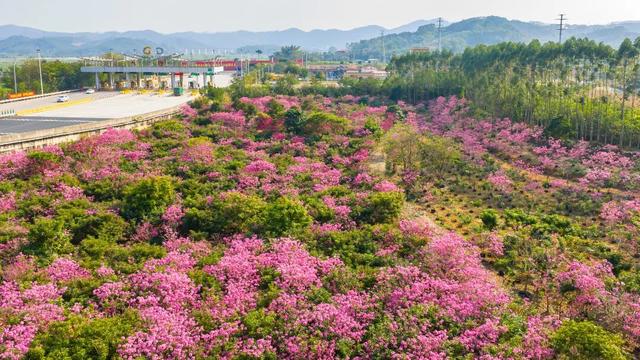 周末去打卡！南宁四大花海上线，20℃暖冬赏花攻略一键收藏！