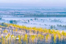 江苏泗洪：湿地杨树似油画图片