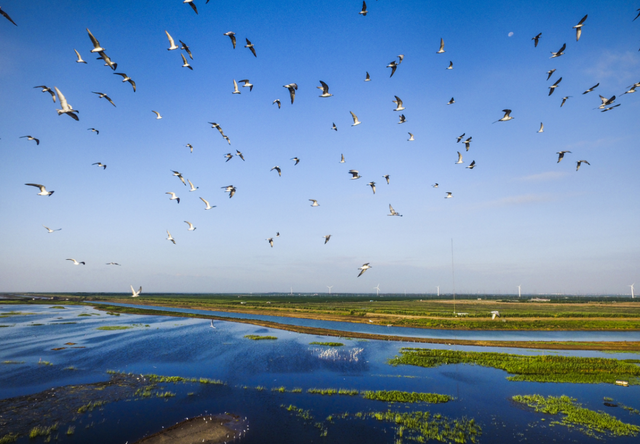 2025崇明东滩观鸟生活季启幕
