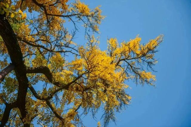 新华社+《国家地理》推荐 快来打卡山东秋景限定款