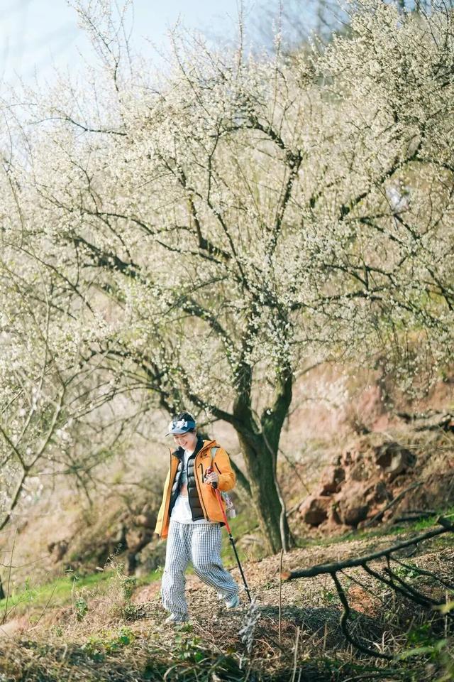 盛花期！这波“梅”景太出片，是谁拍到了啦