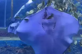 “魔鬼鱼上班时间吃同事”？涉事海洋馆回应：系误食图片