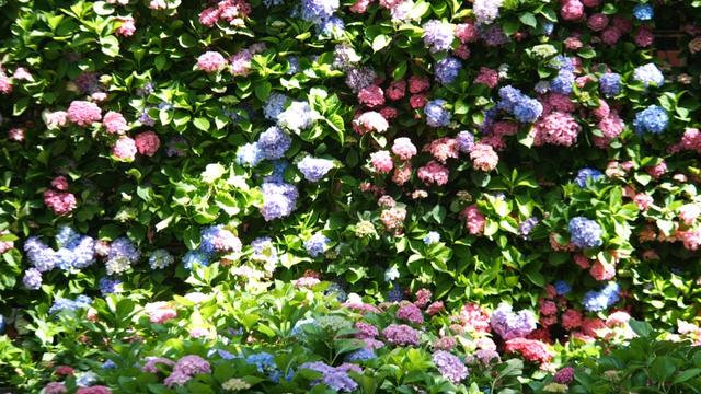 楚雄版“莫奈花园”藏不住啦！让你“五一”假期一次看过瘾