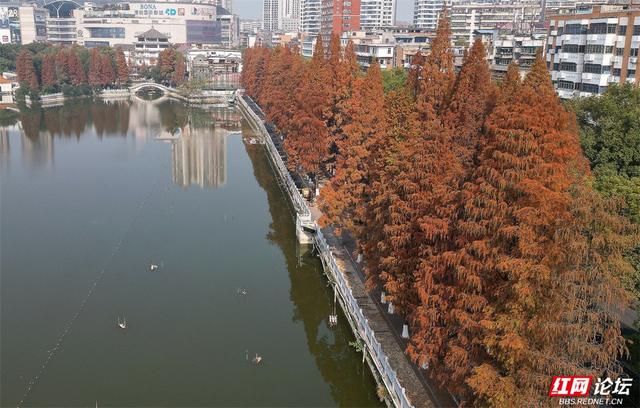 周末去哪？郴州北湖公园的红杉林已进入高光时刻