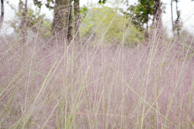 虹山湖粉黛进入盛花期！秋日“粉色海洋”邀您打卡