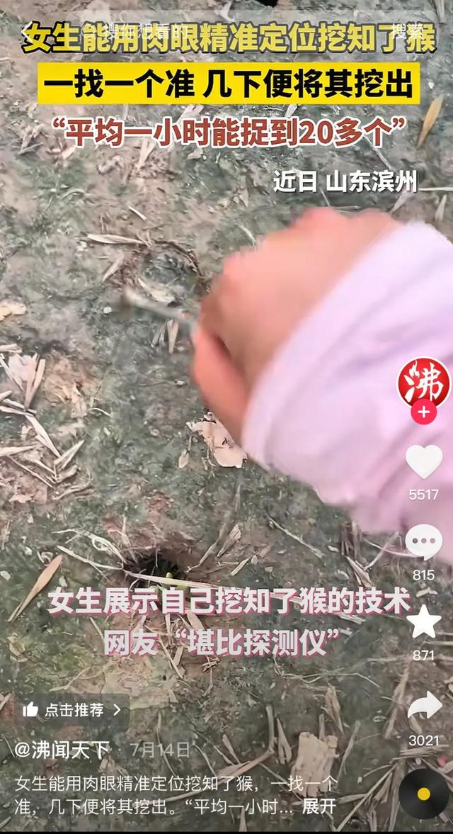 180元/斤的知了猴，快被山东人薅没了