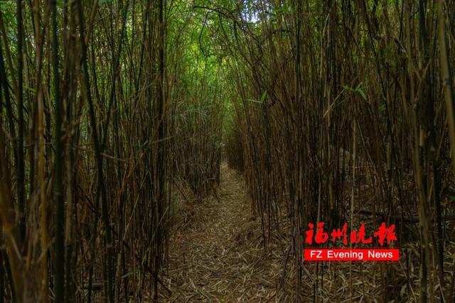 太美了！福州这条古驿道，下个月将开放！