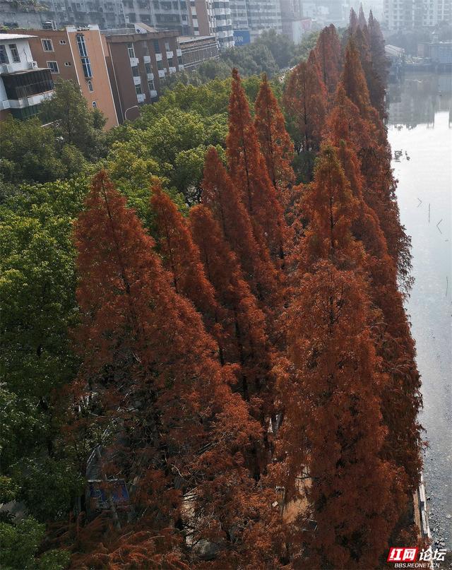 周末去哪？郴州北湖公园的红杉林已进入高光时刻