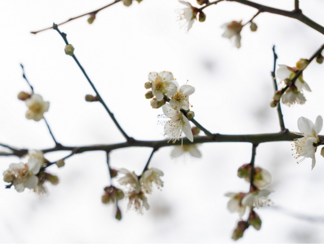 马鞍山这片花海，免费又出片！