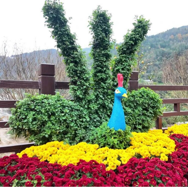 不是花中偏爱菊，此花开尽更无花！保康五道峡景区菊开成海