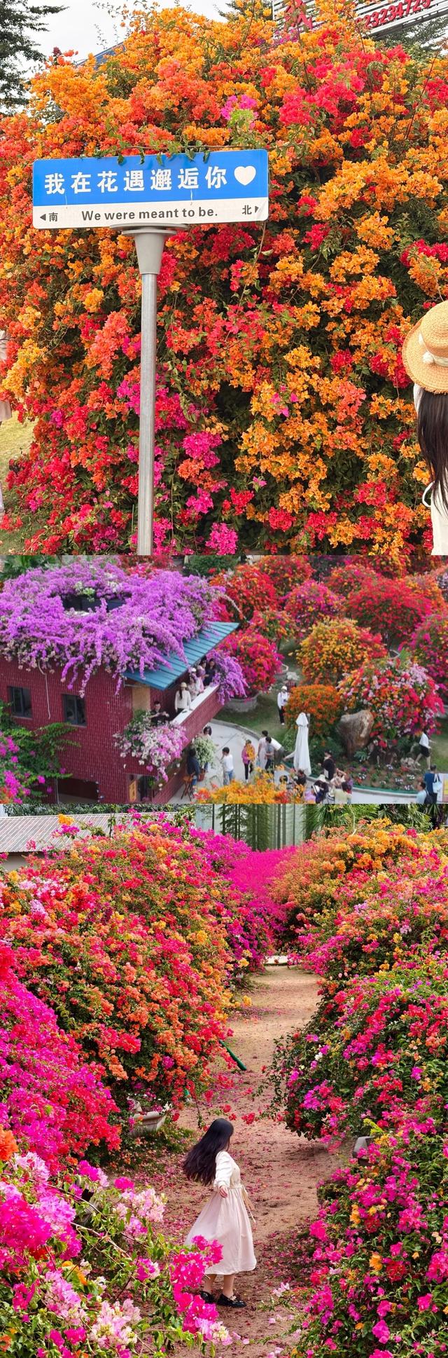 开往秋天花海的地铁，快上车！丨一“线”游广佛